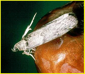 Biological Control Of Carob Moth Biological Control Of Carob Moth