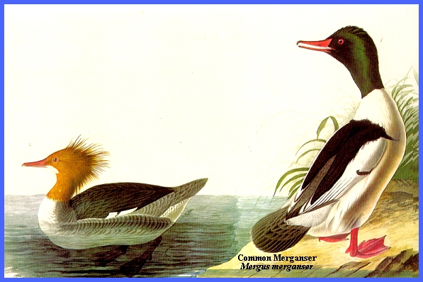 WATERBIRDS (primarily Inshore Waters)