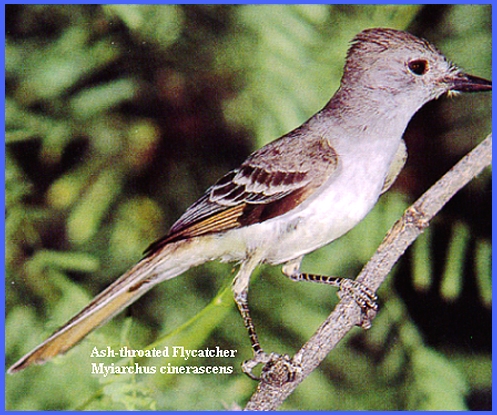 脚付きシエッポ　FLYCATCHER w.foot SIEPPO 脚付きシエッポ FLYCATCHER w.foot SIEPPO 脚付きシエッポ