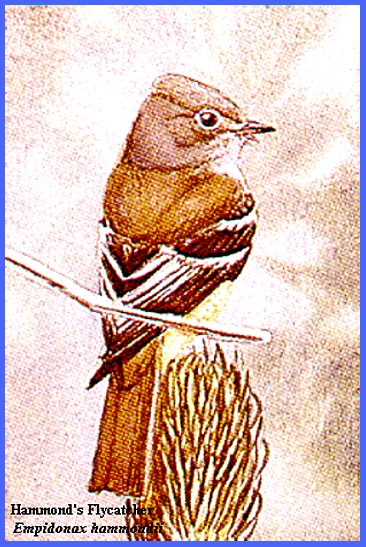 脚付きシエッポ　FLYCATCHER w.foot SIEPPO Yellow-footed Flycatcher - eBird