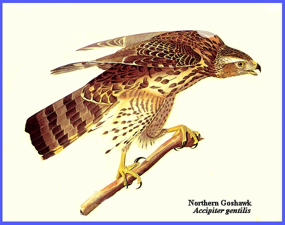 hawk drawing color