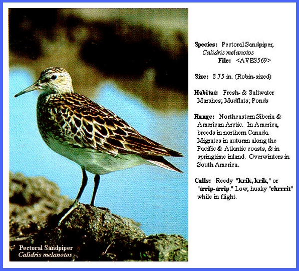 pectoral sandpiper calidris melanotos Pectoral Sandpiper Calidris melanotos, juvenile bird searching for food,  Staffordshire, UK Stock Photo
