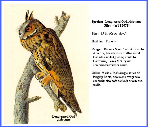 Long-eared Owl, Asio otus -- J. J. Audubon