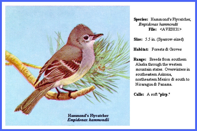 脚付きシエッポ　FLYCATCHER w.foot SIEPPO Yellow-footed Flycatcher - eBird