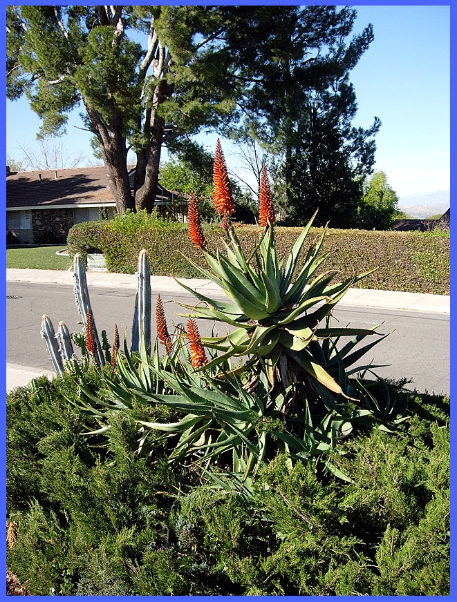 Aloes & photos
