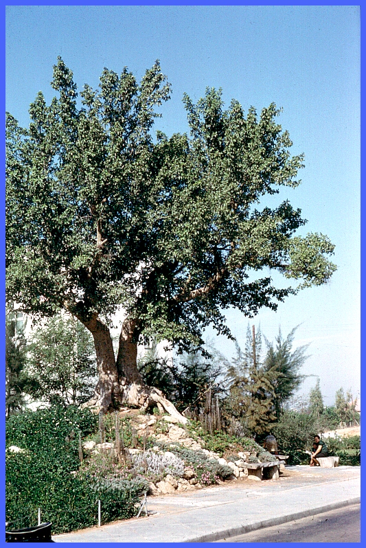 CLICK to enlarge