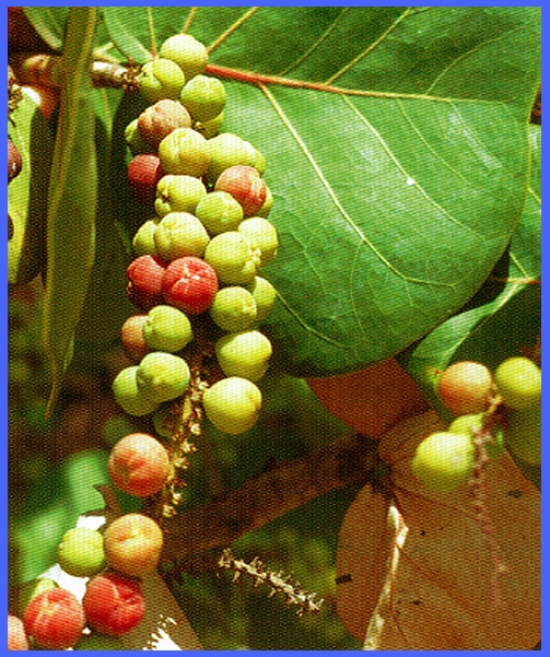 CLICK to enlarge