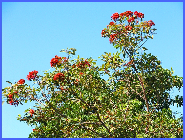 CLICK to enlarge