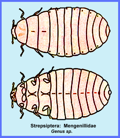 Strepsiptera Life Cycle