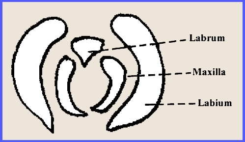 標本 A MONOGRAPH OF THE SIPHONAPTERA OF JAPAN 標本 A MONOGRAPH OF