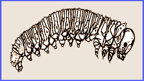 Man, Matter, morphosis アアルト/タピオヴァーラ The origins of insect metamorphosis | Nature