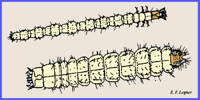 File: <insect metamorphosis