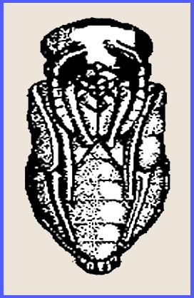 Man, Matter, morphosis アアルト/タピオヴァーラ The origins of insect metamorphosis | Nature