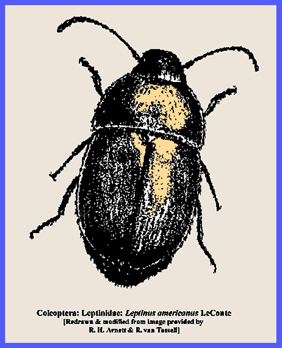 Coleoptera tenebrionidae  pair  alphasida grossa ss.p grossa  italy sicily 