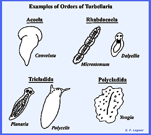Platyhelminthes turbellaria példák Mi a férgek, mint a csiga?