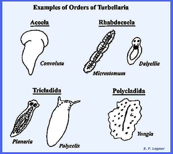 taxonomie phylum platyhelminthes