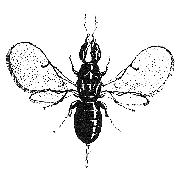INDEX TO INSECT POLLINATORS