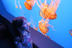 Rena and Sea Nettles