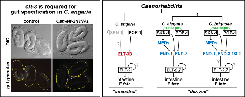 elt-3 specifies gut in C. angaria