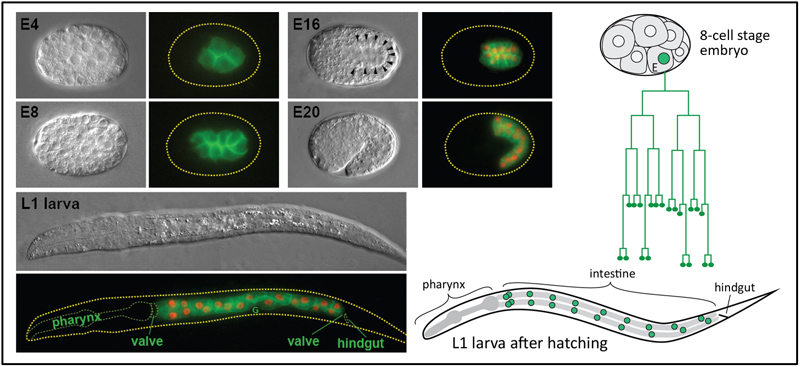 C. elegans Intestine Development