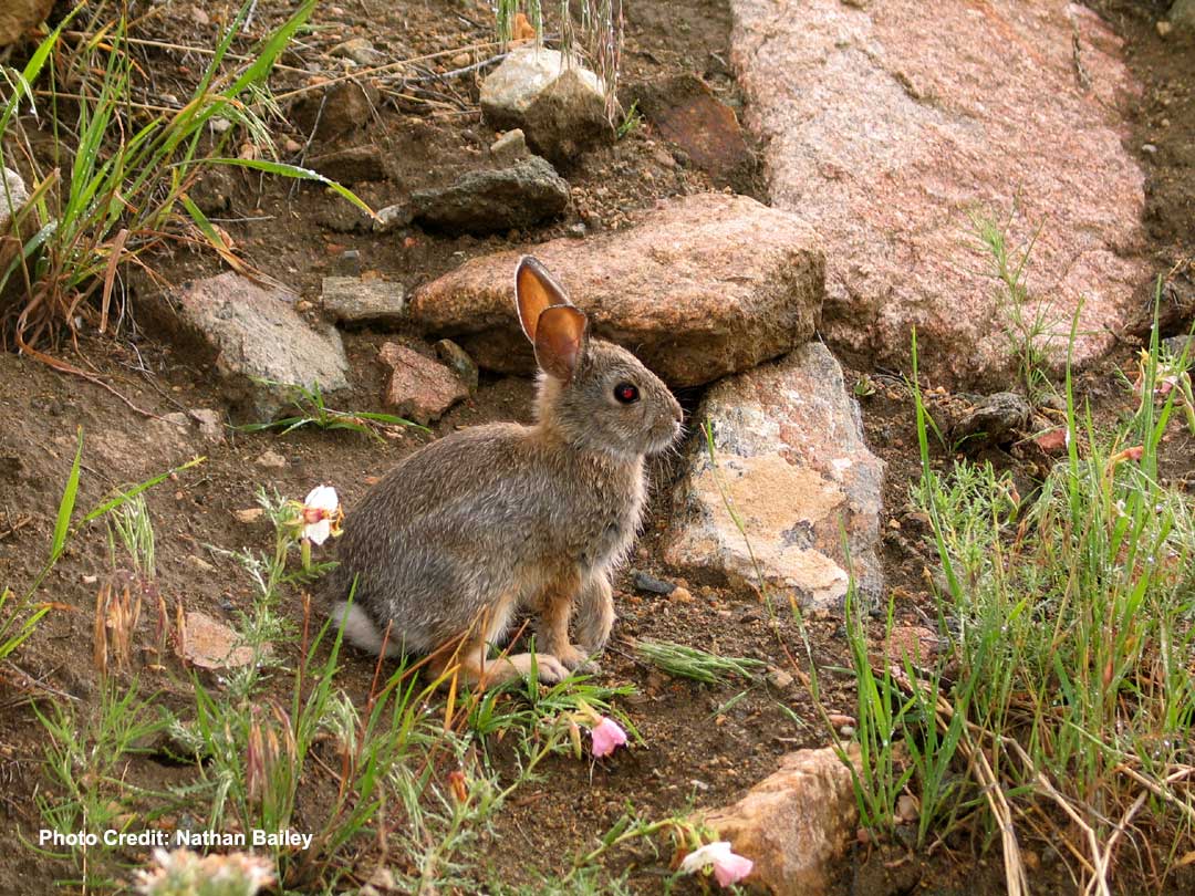 bunny